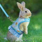 Rabbit Harness With Leash Adjustable Mesh Vest For Bunny Guinea Pig Small Pet