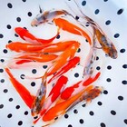 Goldfish Pond Pack  1 For Sale - Includes Live Shubunkin  Sarasa Comets   Common