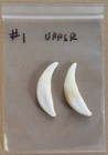 One Pair Of Authentic Coyote Canine Teeth
