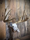 Massive Typical Frame Whitetail Deer Antler Euro Mount