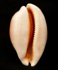 Cypraea  callistocypraea  Aurantium 86 1mm     Suriago  Philippines     Gem