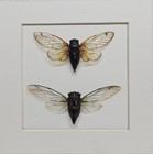 Real Framed Pair Of North American Cicadas In Custom Shadowbox