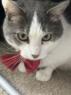 Cat Or Puppy Bow Tie Bowtie Collar Great And Festive For Holidays Or Christmas