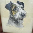 Small Wire Haired Fox Terrier Head Study Print In 6 x7  Frame