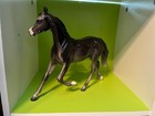 Peter Stone Dah  baby Black  Fcm Glossy Yearling  january 2026 