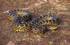 Yellow Anaconda Snake Baby  eunectes   live  Read Descr     