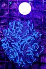 Wysiwyg Mint Green 2 Head Branching Hammer Coral Frag Nice Size Free Shipping 