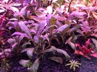 3 Stems Purple Staurogyne Repens  Live Aquarium Plants  Rare    Free S h 
