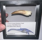Framed Dinosaur Era Plesiosaur Fossil Tooth Lot 2 2 To 2 5 Inches  One Per Order