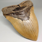 Gorgeous Colors  Large 5 38  Fossil Megalodon Tooth - Usa