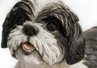 Shih Tzu Lying Down Dog Indoor Outdoor Garden Lawn Statue