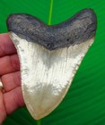 4 53    Megalodon Hark Tooth   Real Fossil Megladone Jaw