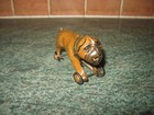 Rare Original Tin Penny Toy Bulldog 1920 Germany Antique Tinplate Gunthermann  