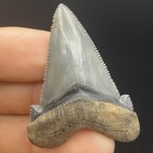 Museum Quality Angustidens Shark Tooth Fossil Megalodon Ancestor South Carolina 