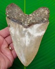 5 92    Megalodon Shark Tooth  Real Fossil No Restorations  Xl Massive 12 6 Ounces