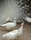 3   White Peacock Peafowl Eggs For Hatching- Read Description- Laying Now