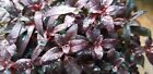 Ludwigia Peruensis  extra   No Snail  No Algae  Live Aquarium Plants