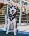 Triangle Dog Bandana Scarf - Wedding   Party Props For Pet Lovers 