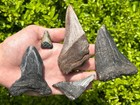 Fossil Megalodon Sharks Teeth Lot Of 5 South Carolina Shark Tooth Collection