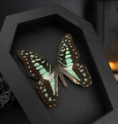 Coffin Frame Gothic Decor Real Butterfly Taxidermy Shadow Box Entomology Gift