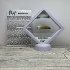 Plesiosaur Extinct Dinosaur Age Marine Reptile Tooth Fossil In Case With Toy
