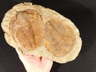 Wow Two Big  Museum Andalusiana Trilobite Fossils From Anif Morocco 1808gr