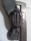 Nice Elrathia Kingii Trilobite Fossil  Jewelery Grade  Utah