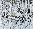 Woodland Encounter Art Print Bookplate Painted By Bev Doolittle      Wall Art Bd71