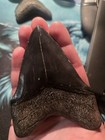 Real Megalodon Tooth Its About 4 Inches  No Restorations  Saturation Are Sharp