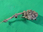 Weird Plant Specimen