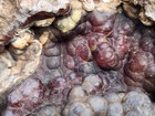 Agatized Coral Florida Agate Fossil Geode Piece Uv Colorful Red Large