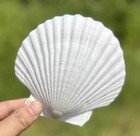 10 Pcs Large Scallop Shells 4-5 Inch Natural White Xl-large - Large