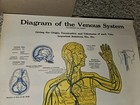 Vintage 30s 40s 50s Anatomical Diagram Venous System Poster Display 20 X 33