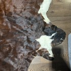 5 Exotic Tri Brindle Cowhide Rug Cow Hide Size 7ft Jumbo  5 Hide Bundl
