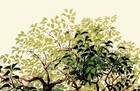 Swiss Family Treehouse Concept Art Attraction Ride Disney Poster Print Wall Art
