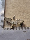 Vintage Wwii Us Army Air Corps Sterling Propeller Wing Pin Military Jp1039