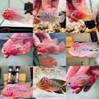Premium Male Kamfa Flowerhorn Fish 2-3  -high Quality-random Pick-fast Shipping