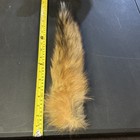 Red Fox Fur Tail Dried Untanned
