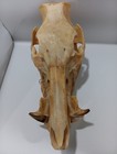 Mother Nature Clean Wild Boar Pig Hog Skull Taxidermy Hunting Lodge Decor Bone