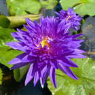 King Of Siam Tropical Waterlily Live Pond Plants Flower Colorful Freshwater