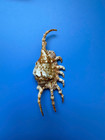 126mm   Lambis Scorpius   Freak Finger  Beautiful Seashell