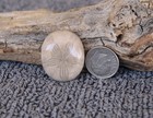 Fossil Sand Dollar Cab Beach Theme Jewelry Grade Oligopygus Putnami