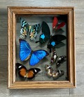 Framed Real Tropical Butterfly Display Shadow Box Blue Morpho Wood Case