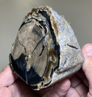 Blue Forest Petrified Wood Polished - Schinoxylon Species  Natural End Cut 