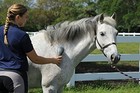 Oster Equine Care Series Horse Grooming Brush  Stiff Bristle  Blue  078399-10   