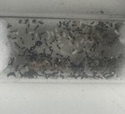Monomorium Carbonarium Sp Raiding Ant 1 Queen 20  Workers With Broods