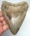 Megalodon Shark Tooth Real Fossil- 4 27    Prehistoric Shark Teeth No Restorations