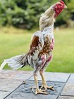 Thai Chicken Hatching Eggs