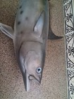  Vintage Tuna Mount Approximately 28 