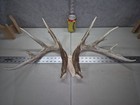 147  13pt Wild Whitetail Deer Shed Set Mancave Taxidermy Horn Antler Cabin Buck 